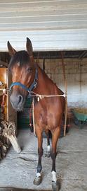 Cavalla trottatrice
