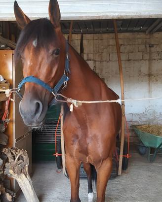 Cavalla trottatrice