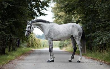 Bella cavalla polivalente