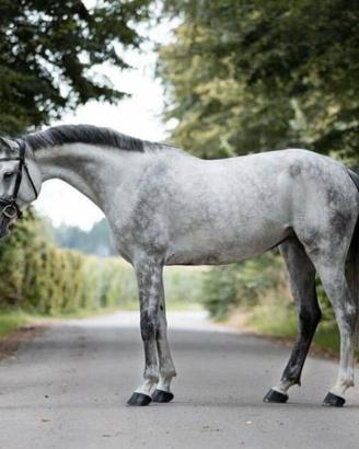 Bella cavalla polivalente