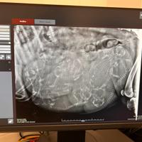 Cuccioli golden retriever