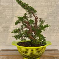 Bonsai di Ginepro Itoigawa