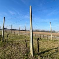 Pali in cemento x vigneto