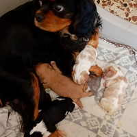 Cuccioli di cavalier king da privato