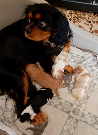 Cuccioli di cavalier king da privato