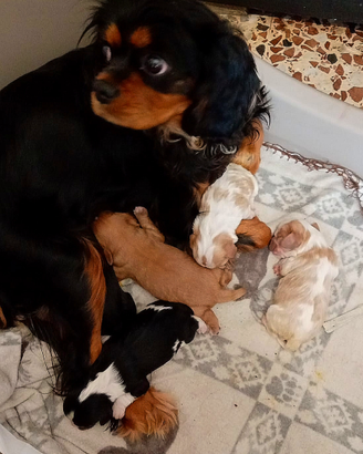 Cuccioli di cavalier king da privato