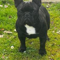 Stallone di Bouledogue Francese