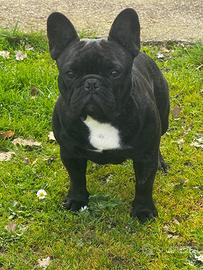Stallone di Bouledogue Francese