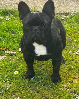 Stallone di Bouledogue Francese