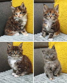 Maine Coon cuccioli