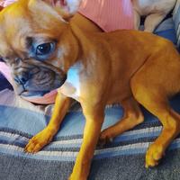 Cuccioli bulldog francesi