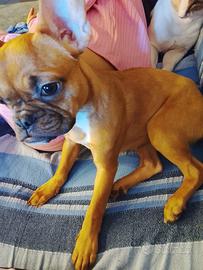 Cuccioli bulldog francesi