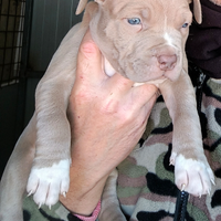 Disponibili 3 super cuccioli di American Pitbull
