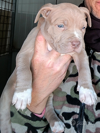 Disponibili 3 super cuccioli di American Pitbull