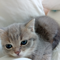 Scottish shorthair