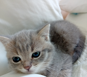 Scottish shorthair