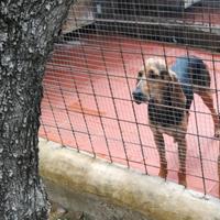 Disponibilità maschio di segugio italiano