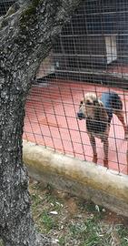 Disponibilità maschio di segugio italiano