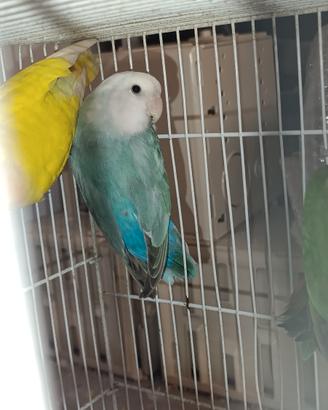 Inseparabile