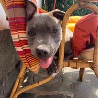 Staffy blue per monta