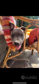 Staffy blue per monta