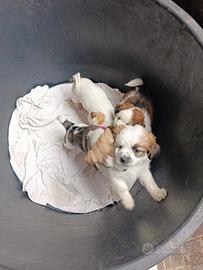 Cagnolini