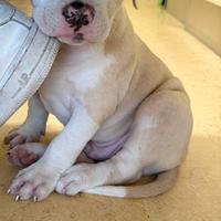 Cucciolo amstaff