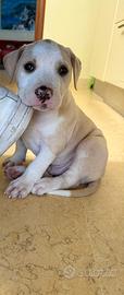 Cucciolo amstaff