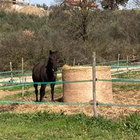 Cavallo