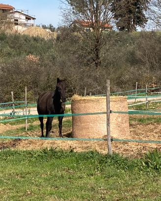 Cavallo