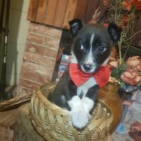 Cucciolo di taglia piccola bianco e nero