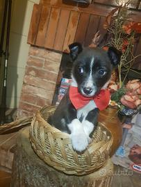 Cucciolo di taglia piccola bianco e nero