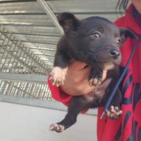 Lipari: 2 mesi taglia contenuta