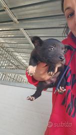 Lipari: 2 mesi taglia contenuta