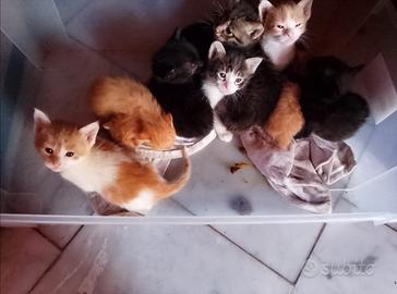 Piccoli gatti