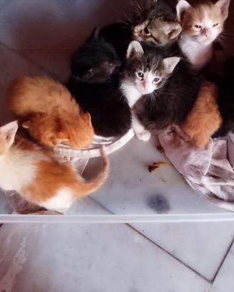 Piccoli gatti