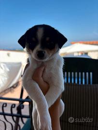 Chiwawa
