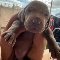 Cuccioli weimaraner