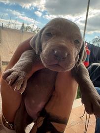 Cuccioli weimaraner