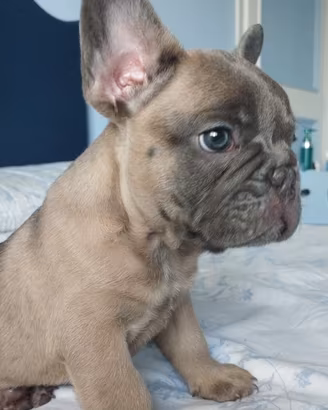 Bulldog francese