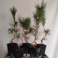 Pinus thunbergii