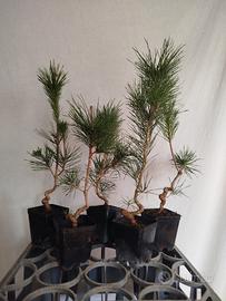 Pinus thunbergii