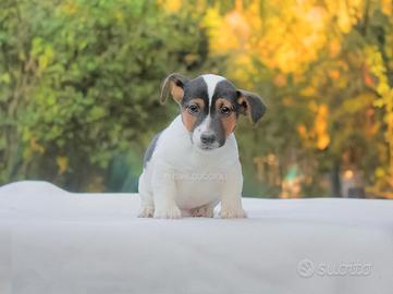 Cucciolo di Jack Russell maschio