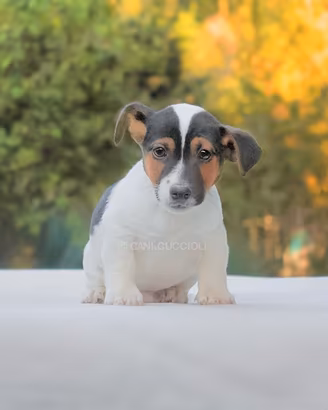 Cucciolo di Jack Russell maschio
