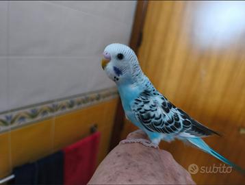 Coppie di cocorite affiatate e particolari