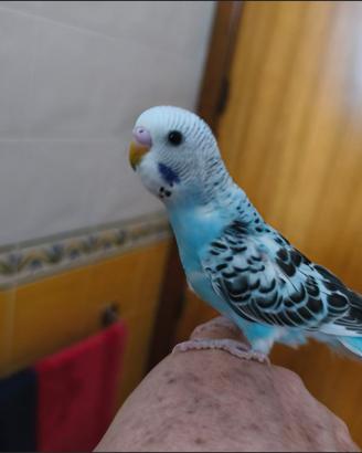 Coppie di cocorite affiatate e particolari