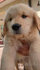 Golden retriever