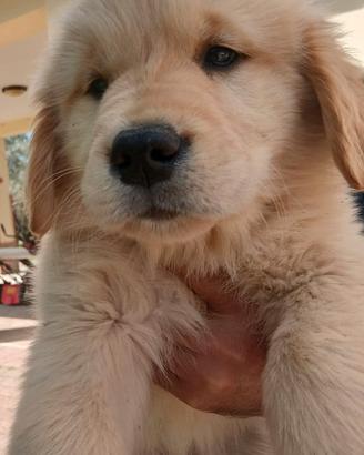 Golden retriever