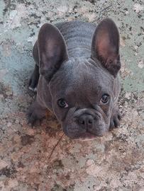 Buldog Francese maschio 5 mesi