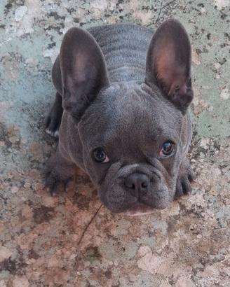 Buldog Francese maschio 5 mesi
